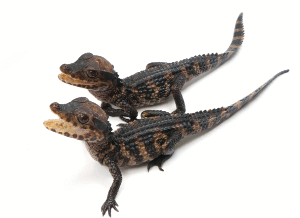 Cuvier’s Dwarf Caiman for Sale - Image 2