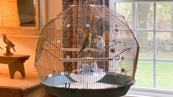 Geo Bird Cage – The Parakeets Get a New Home - Image 5