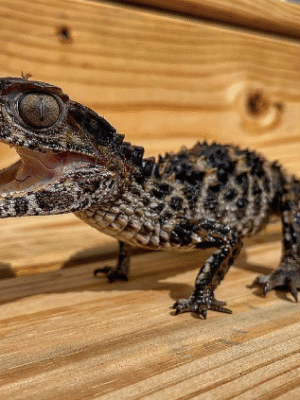 Cuvier’s Dwarf Caiman for Sale