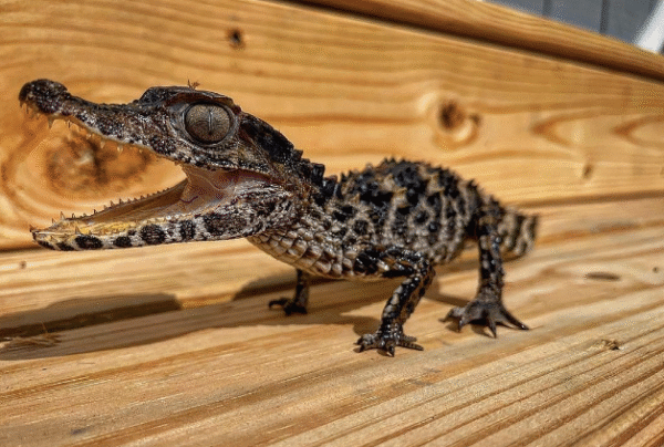 Cuvier’s Dwarf Caiman for Sale