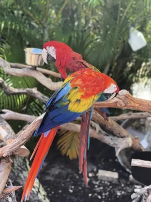 2 Species: Scarlet macaw