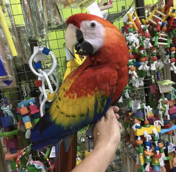 2 Species: Scarlet macaw - Image 3