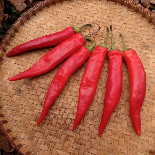 Handpicked Red Chillies (Copy) - Image 2