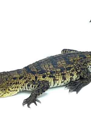 Morelet’s Crocodile for Sale