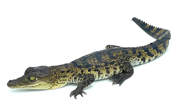 Morelet’s Crocodile for Sale