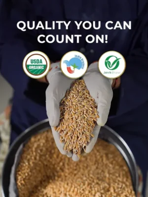 Khapli Wheat Online in India Wheat From Organic Farms
