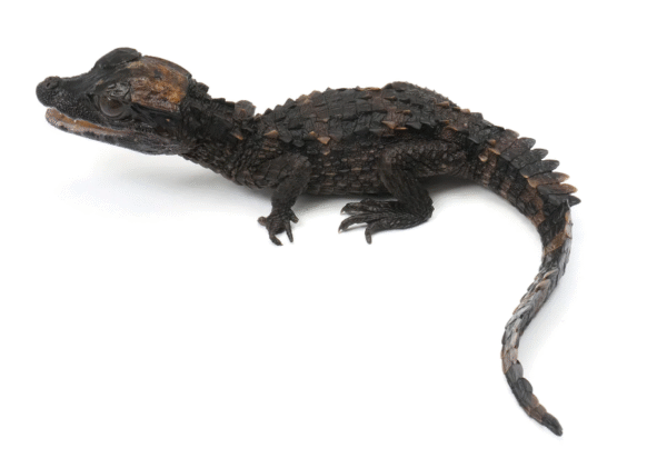 Fronted Caiman alligator  for Sale - Image 2