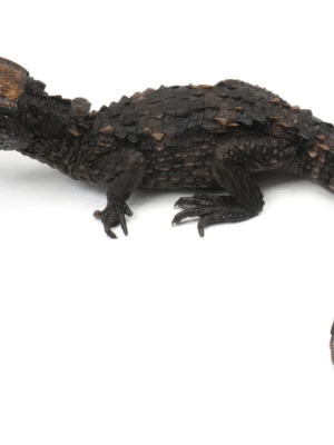 Fronted Caiman alligator  for Sale