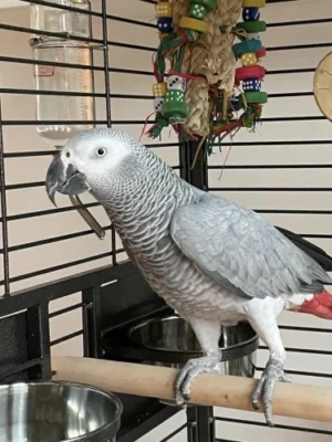 African Grey parrot for sale