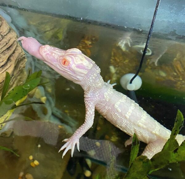 Albino Alligator For Sale - Image 3