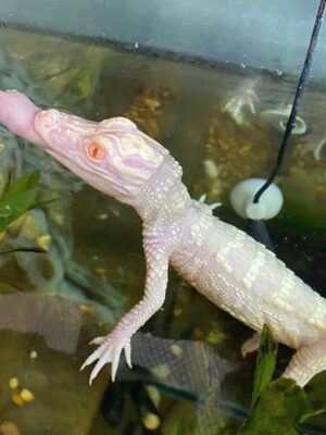 Albino Alligator For Sale