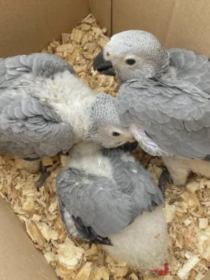 3 babies African Grey parrots sale