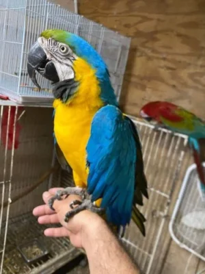 Blue and Gold Macaw parrot for sale