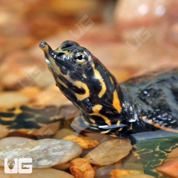 Baby Florida Softshell Turtle - Image 2