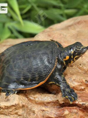 Baby Florida Softshell Turtle