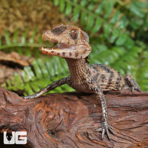 Baby Dwarf Caiman alligator pet - Image 2