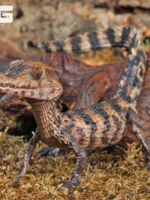 Baby Dwarf Caiman alligator pet