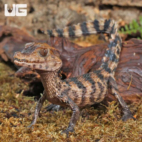 Baby Dwarf Caiman alligator pet