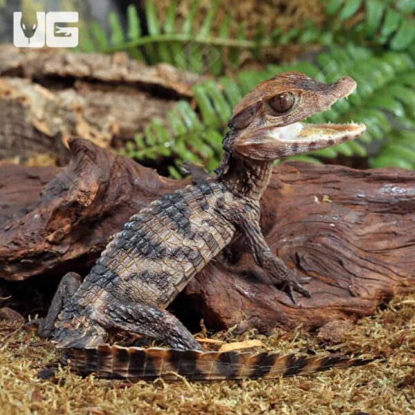 Baby Dwarf Caiman alligator pet - Image 4