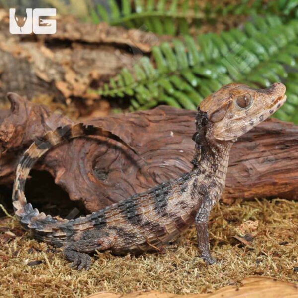 Baby Dwarf Caiman alligator pet - Image 5