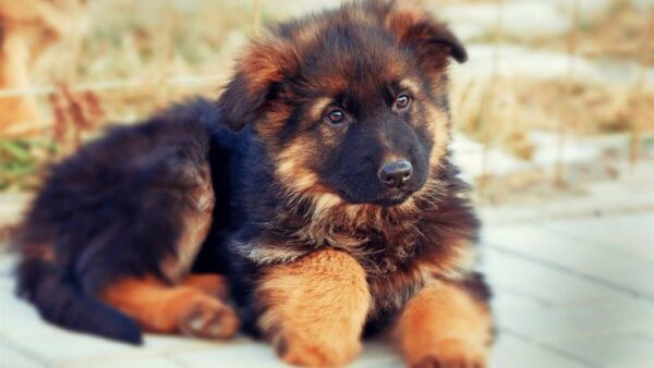 German Shepherd Puppies for sale - Image 3