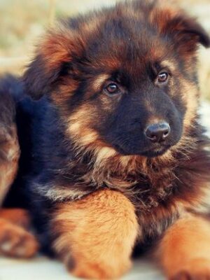 German Shepherd Puppies for sale