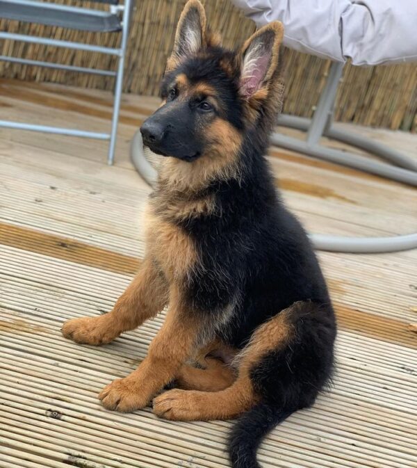 Dark Brown German Shepherd – for sale at affordable price - Image 6