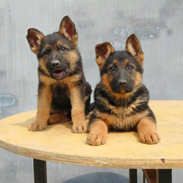 German Shepherd Puppies for sale - Image 4