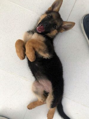 Dark Brown German Shepherd – for sale at affordable price
