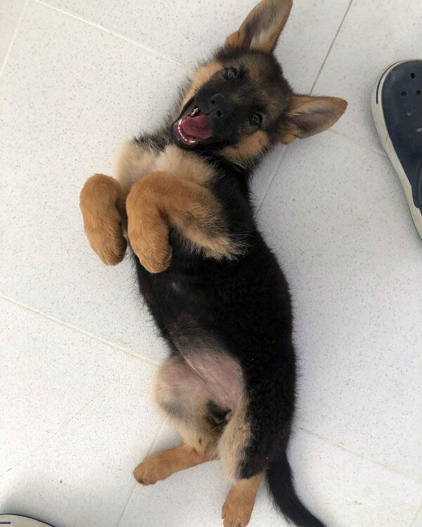 Dark Brown German Shepherd – for sale at affordable price