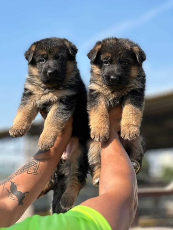German Shepherd Puppies for sale - Image 5