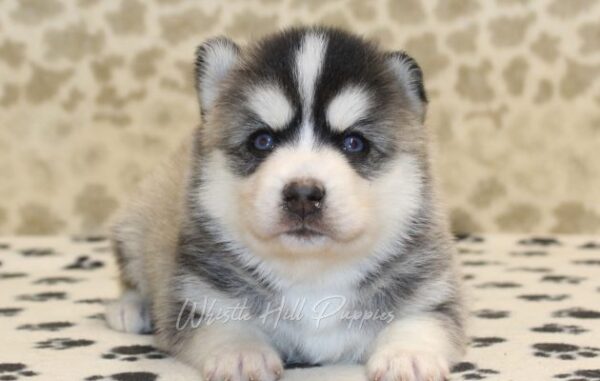 puppies for sale - Image 2
