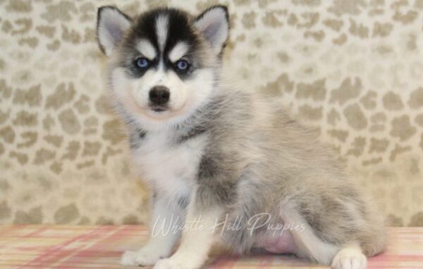 puppies for sale - Image 3
