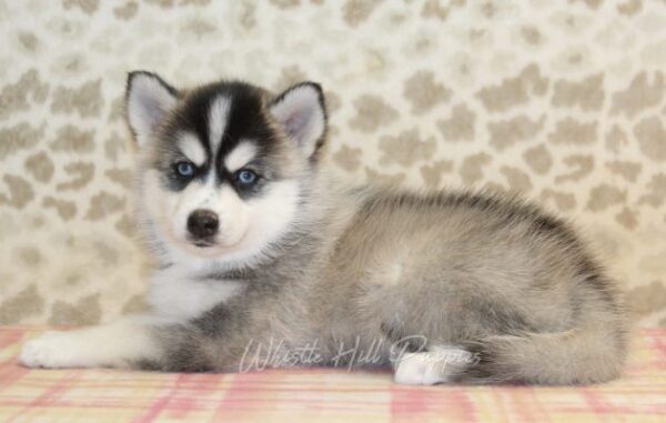 puppies for sale - Image 4