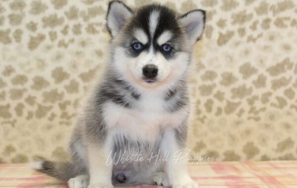 puppies for sale - Image 5