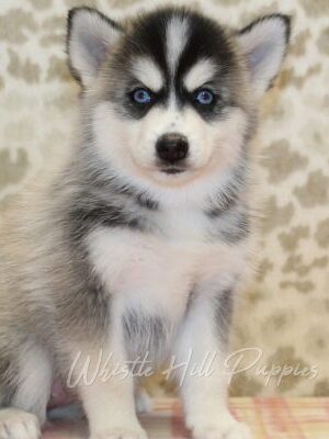 puppies for sale