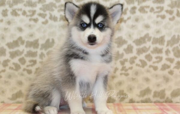 puppies for sale - Image 6