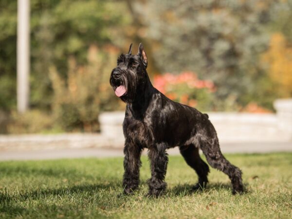 Giant Schnauzer Puppies For Sale - Image 2