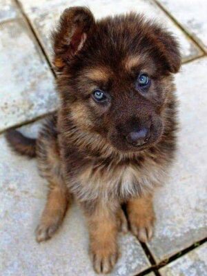 Dark Brown Wolf Pup cute puppies for sale