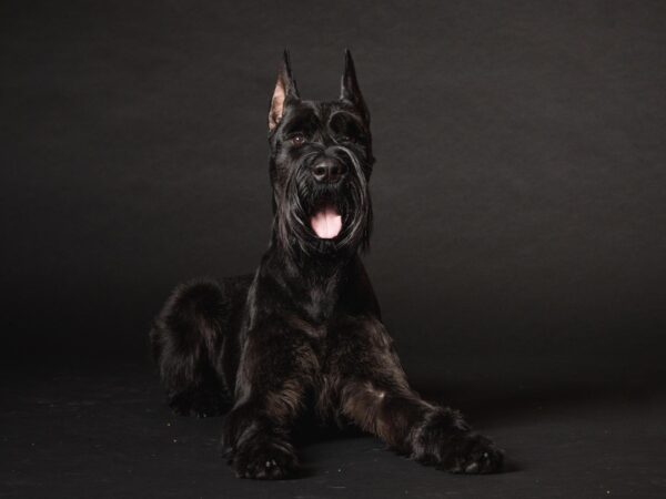 Giant Schnauzer Puppies For Sale - Image 3