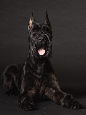 Giant Schnauzer Puppies For Sale