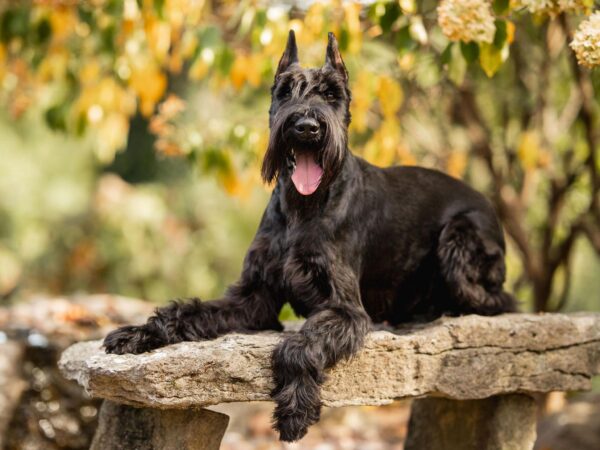 Giant Schnauzer Puppies For Sale - Image 4