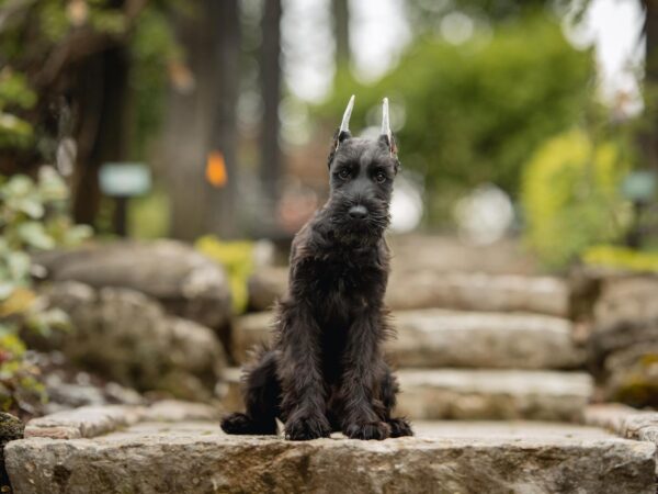 Giant Schnauzer Puppies For Sale - Image 5