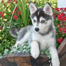 Dogs for sale at affordable price