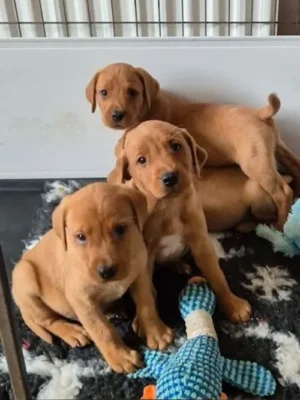 Golden Retriever Puppies for sale